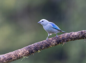 a blue-gray tanager perching on a branch in costa rica