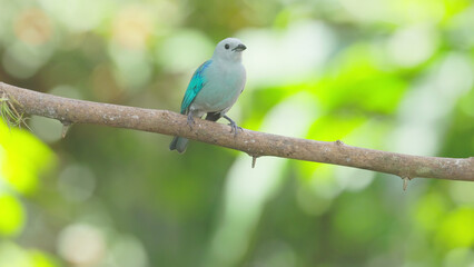 a blue-gray tanager on a perch in a garden