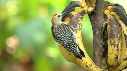 a hoffman's woodpecker feeding on bananas in a garden at costa rica