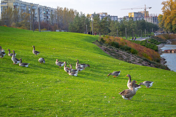 Obraz na płótnie Canvas green meadow with grazing geese near a lake against the backdrop of a residential neighborhood