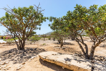 frankincense tree  on a summer sunny day in Dhofar Region in Sultanate of Oman