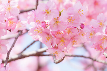 Obraz premium Beautiful pink cherry blossoms swaying in the wind on a sunny spring day.
