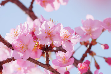 Beautiful pink cherry blossoms swaying in the wind on a sunny spring day.
