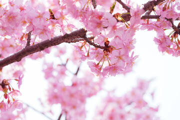 Beautiful pink cherry blossoms swaying in the wind on a sunny spring day.