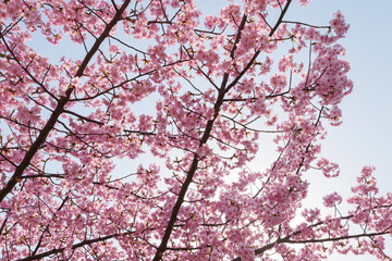 Beautiful pink cherry blossoms swaying in the wind on a sunny spring day.