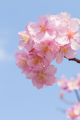 Beautiful pink cherry blossoms swaying in the wind on a sunny spring day.