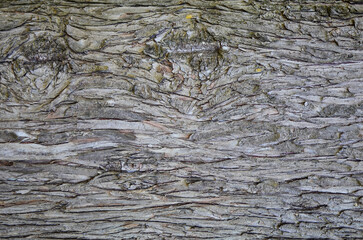 Tree Texture