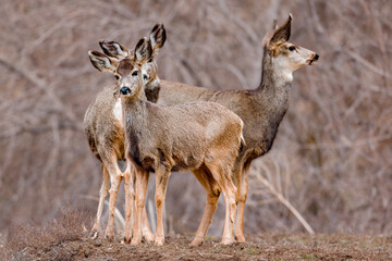 Mule Deer