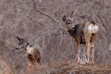 Mule Deer