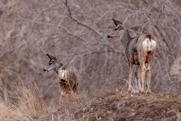 Mule Deer