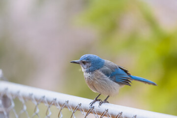 Woodhouse Scrub-Jay (Blue Bird) perched