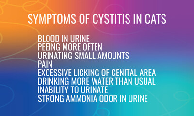 Symptoms of cystitis in cats . Vector illustration for medical journal or brochure.