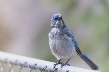 Woodhouse Scrub-Jay (Blue Bird) perched