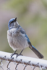 Woodhouse Scrub-Jay (Blue Bird) perched
