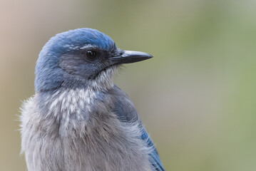 Woodhouse Scrub-Jay (Blue Bird) perched