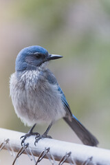 Woodhouse Scrub-Jay (Blue Bird) perched
