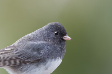 Small Bird (Dark-Eyed Juncos) perched