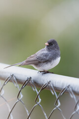 Small Bird (Dark-Eyed Juncos) perched