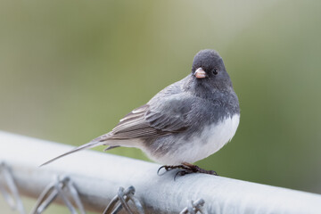 Small Bird (Dark-Eyed Juncos) perched