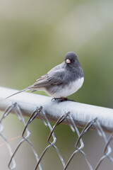 Small Bird (Dark-Eyed Juncos) perched