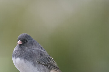 Small Bird (Dark-Eyed Juncos) perched