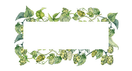 Frame of hop vine, plant humulus watercolor illustration isolated on white background. Steam with leaves hand drawn. Design element for advertising beer festival, label, packaging, banner, signboard.