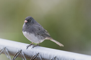 Small Bird (Dark-Eyed Juncos) perched