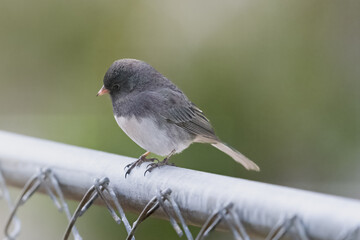 Small Bird (Dark-Eyed Juncos) perched