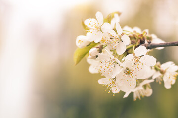 Cherry blossom close up. Branch of cherry flowers on a blurred background. Selective focus. Copyspace