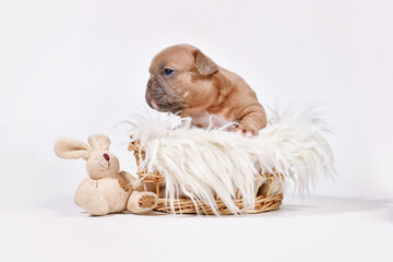 Fawn French Bulldog dog puppy with toy plush bunny in basket