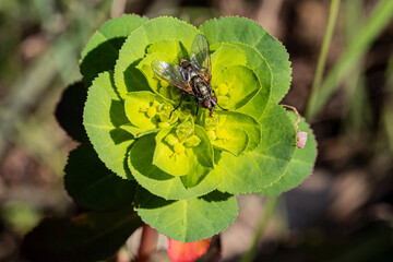 Dinera insect on Euphorbia helioscopia flower