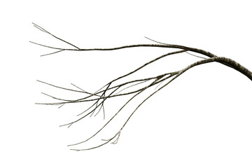 Tree dry branch isolated on transparent background, 3d render illustration.