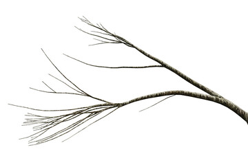 Tree dry branch isolated on transparent background, 3d render illustration. © Sandy