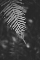 Fallen leaves floating in the lake