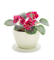  Saintpaulia in a pot.