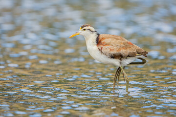 Female northern jacana (Jacana spinosa) from Costa Rica