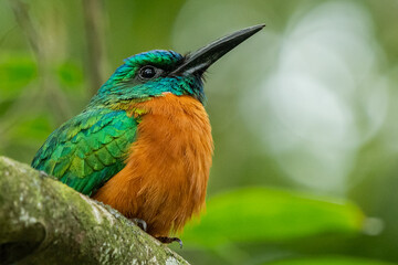 Beautiful Great jacamar (Jacamerops aureus)