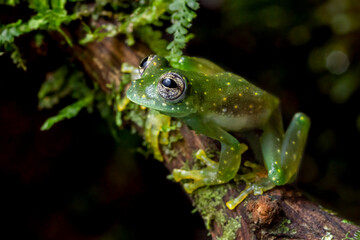 Beautiful cascade glassfrog (Sachatamia albomaculata) from Costa Rica