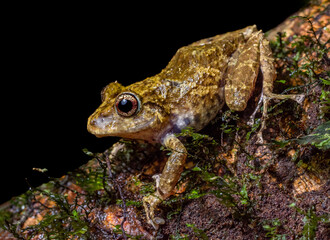 Golden spotted rain frog (Pristimantis cruentus) from Costa Rica