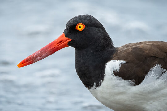 American oystercatcher (Haematopus palliatus) from Costa Rica