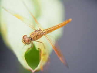 close up of dragonfly