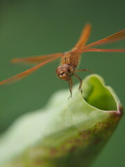 dragonfly on a leaf