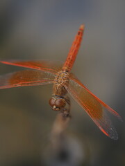 dragonfly on a branch