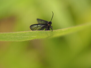 bug on leaf