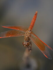 dragonfly on a branch