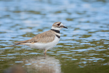Obraz premium Killdeer (Charadrius vociferus) from Costa Rica