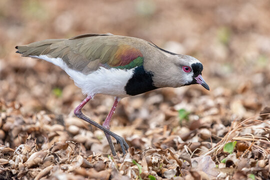 Southern lapwing from Costa Rica (Vanellus chilensis)