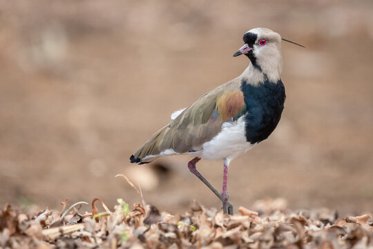 Southern lapwing from Costa Rica (Vanellus chilensis)