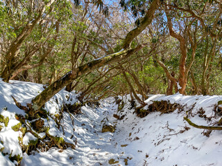 天城山　登山道
