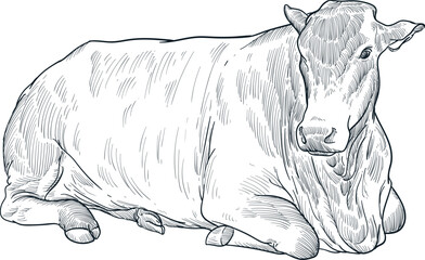 Vintage hand drawn sketch Santa Gertrudis cattle Eid al adha 